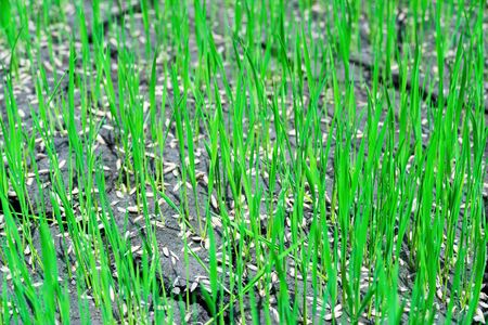 Close-up of rice seedling germination in the soil are broken.の写真素材