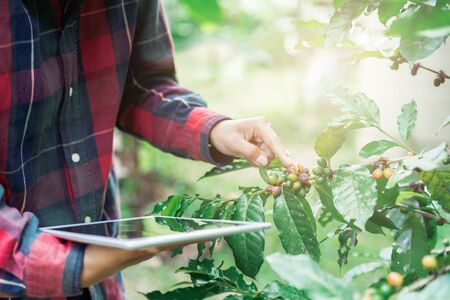 Young asian modern farmer using digital tablet and examining coffee beans at coffee field plantation. Modern technology application in agricultural growing activity conceptの写真素材