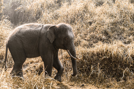 Elephant walking in the wild in spring season. Elephant in thailandの写真素材