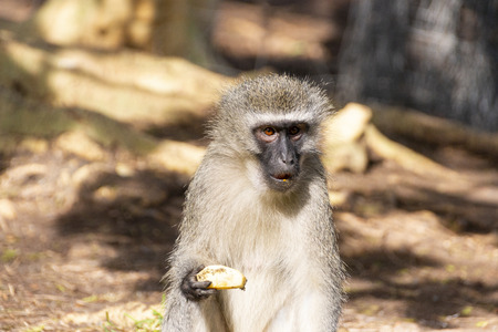 A close up view of a south african vervet monkey eating a piece of a apple in the sunshine in a outdoor gardenの写真素材