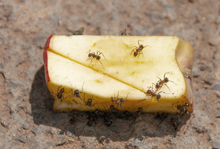 A Close up view of a cut red apple being eaten with big ants on a concrete drivewayの写真素材
