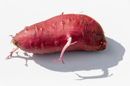 A close up of a red sweet potatoe with roots growing out the top, side and bottom on a isolated white backgroundの写真素材