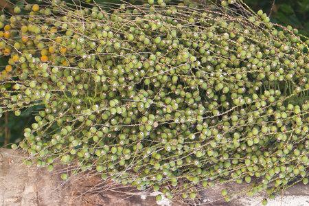 A close up view of the green seads of a plam tree waiting to ripenの写真素材
