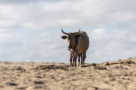 A close up view of a cows walking on the bottom of the sand banks on the rivers edgeの写真素材