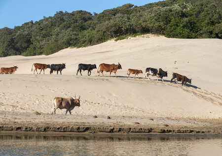 A close up view of a cows walking on the bottom of the sand banks on the rivers edgeの写真素材