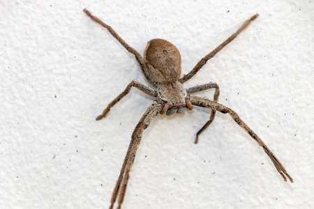 A close up view of a very large spider making a web on a outdoor white concrete wallの写真素材