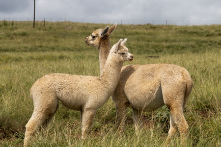 A close up view of two alpaca facing opposite direction in the medow with its herd eating grassの写真素材