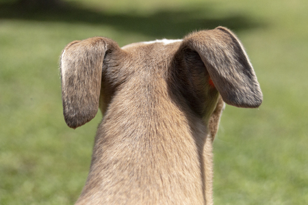 A close up view of the back of an small dogs head that is looking into the distance on the gardenの写真素材