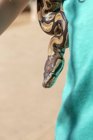 A close up view of a the head of of a ball python head