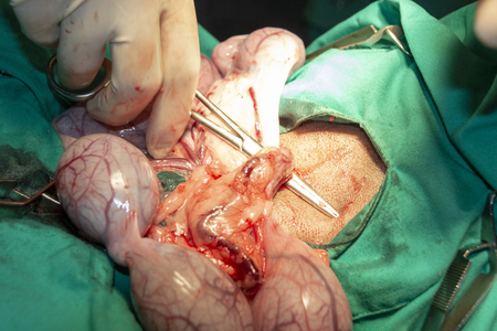 A close up view of a pregnant female dog being spayed and her uterus being clapmed off and then removed with the babies still in tactのeditorial素材