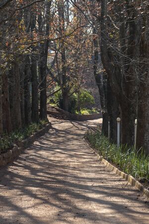 A front view of a sand and stone driveway that has large trees all the way up to the top of where its splitsの写真素材