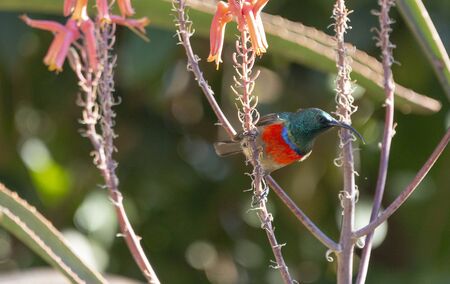 A close up view of a greater doublecollared sunbird looking for nectar in the pink flowersの写真素材
