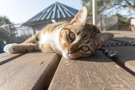 A close up view of a brindle cat lying on a wooden table soaking up some sunの写真素材