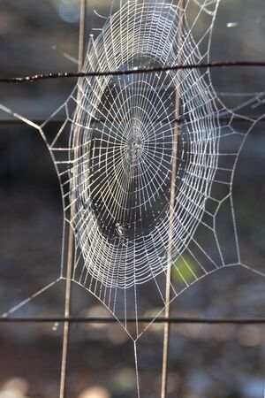 A close up view of a spider web with hundreds of tiny water droplets covering the silk designの写真素材