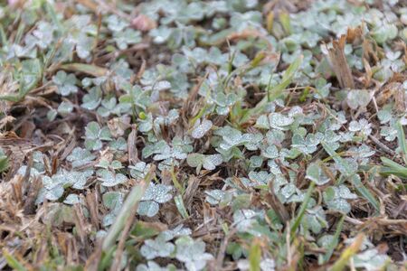 A close up view of clovers covered in dew on a early winters dayの写真素材