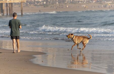 A close up view of a dog playing fetch with his owner in the waves of ocean shoreの写真素材