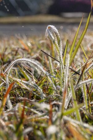 A close up view of long blades of green grass covered in dew on a early winters dayの写真素材