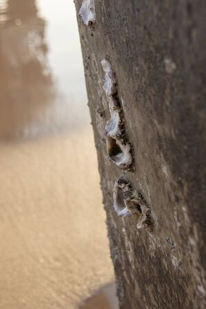 A close up view of barnacles on the side of a concrete piller on the beachの写真素材
