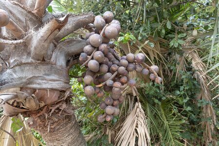 A Close up of the seeds from a Hyphaene Coriacea plantの写真素材