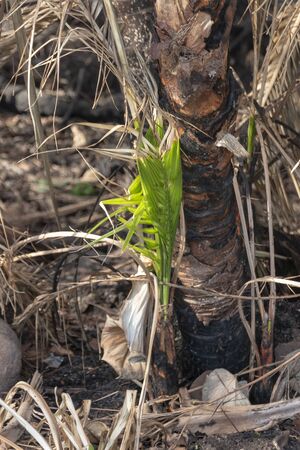 A close up view of a new growth out of the burnt ground after a huge forest fireの写真素材