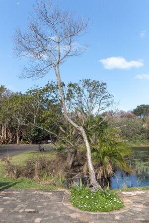 A dead tree with green plants and flowers at the bottom next to a pondの写真素材