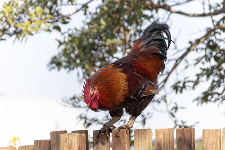 A rooster standing on the fence wathcing all that is around himの写真素材