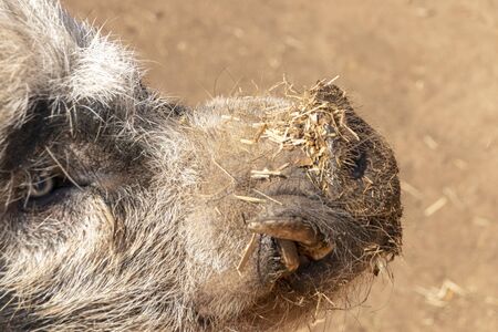 a close up view of a large pig with large tusks sticking outの写真素材
