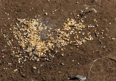 A close up view of chicken feed scattered on the soil outsideの写真素材