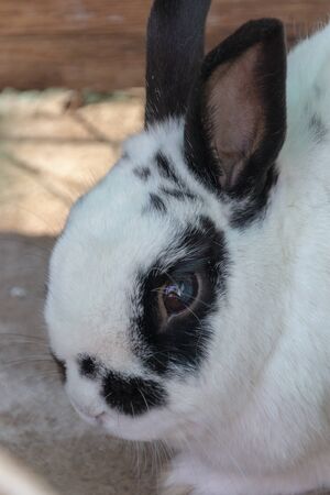 A close up view of a white rabbit with black markings on its face and earsの写真素材