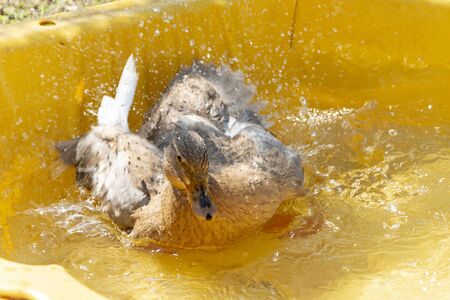 A close up view of a duck splashing around in a plastic yellow shellの写真素材