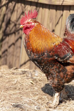 A close up view of a rooster enjoying the sunの写真素材