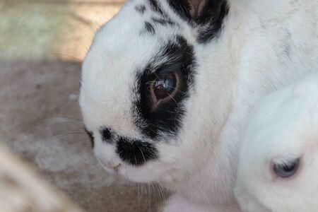 A close up view of a white rabbit with black markings on its face and earsの写真素材