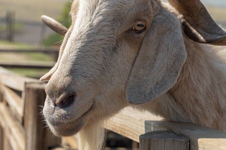 A close up view of a goat waiting to be feedの写真素材