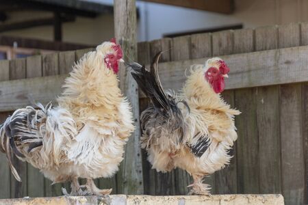 A close up view of two chickens sitting on a wallの写真素材