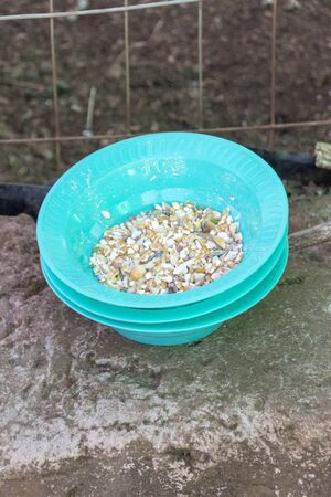 A close up view of a stack of light blue feed bowls with chicken feed insideの写真素材