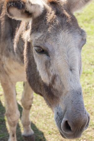 A close up view of a donkey on a farmの写真素材