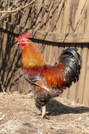 A close up view of a rooster enjoying the sunの写真素材