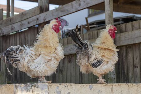 A close up view of two chickens sitting on a wallの写真素材