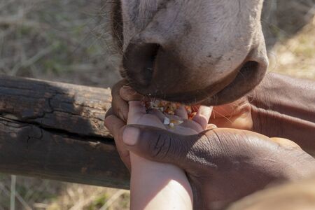 A close up view of peoples hands feeding a donkey food