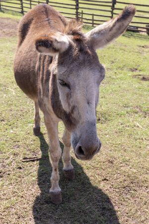 A close up view of a donkey on a farmの写真素材