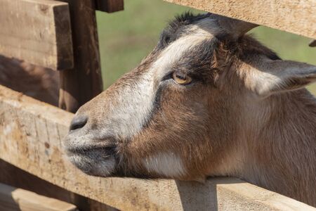 A close up view of a goat looking thought the gaps in a wooden fenceの写真素材
