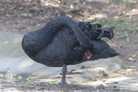 A close up view of a black swan standing on one leg near a water pondの写真素材