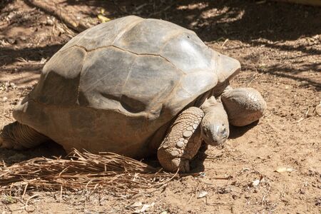 A close up view of a large land turtle in its enclosureの写真素材