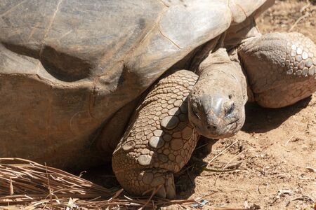 A close up view of a large land turtle in its enclosureの写真素材