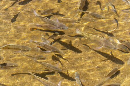 A close up view of fish in outdoor pondの写真素材