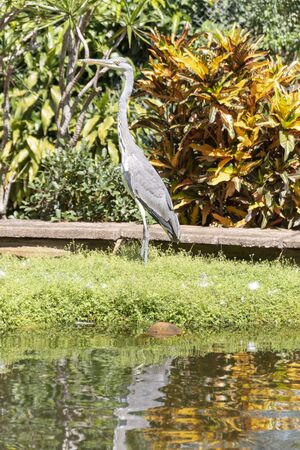 A close up view of a blue herein standing next to a open pond in the gardenの写真素材