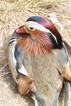 A close up view of a beautiful duck sitting near its nest socking up the warm summer sun の写真素材