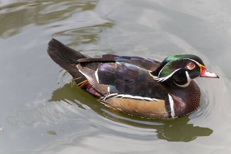 A close up view of a duck on the ater of a pond looking for foodの写真素材