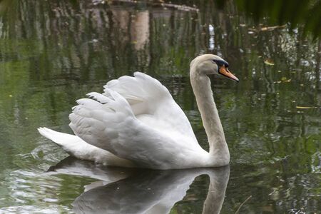 A close up view of a white swan swimming on a outdoor pond の写真素材