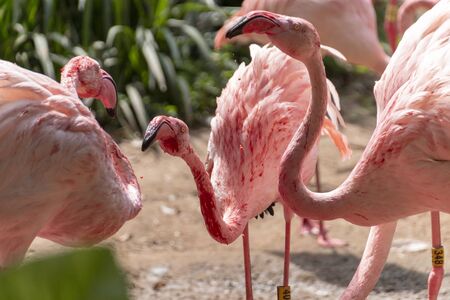 A group of flamingos cleaning thier feathers and drinking water の写真素材